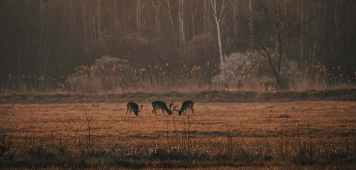 several deer is finding food on private leased land