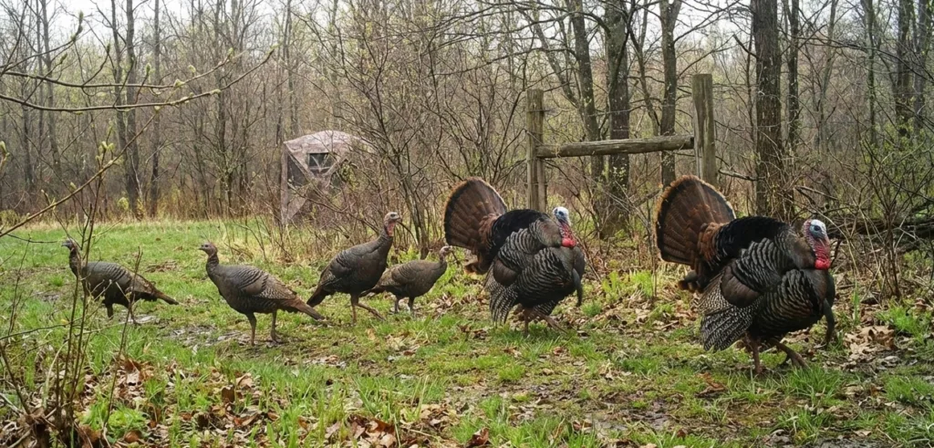 turkey flock rest in the woods during spring