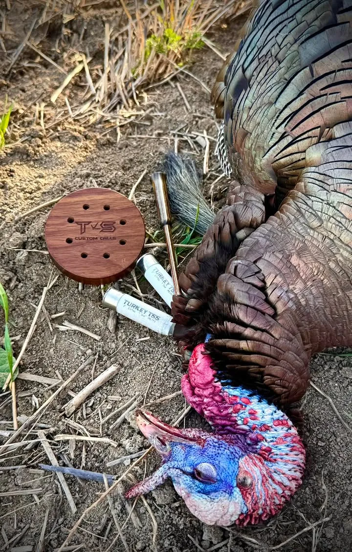 successfully harvest turkey with slate call