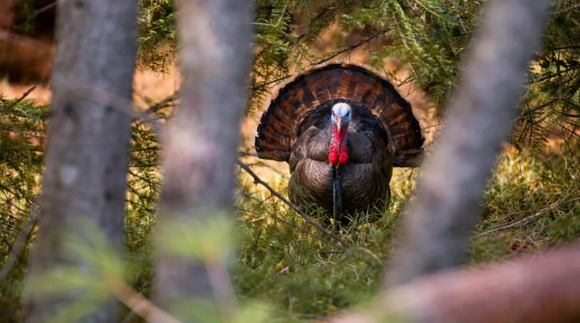 a strutting wild turkey (adult tom) partially concealed in dense woodland