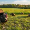 a spring tom turkey and a few female turkey in open grass land