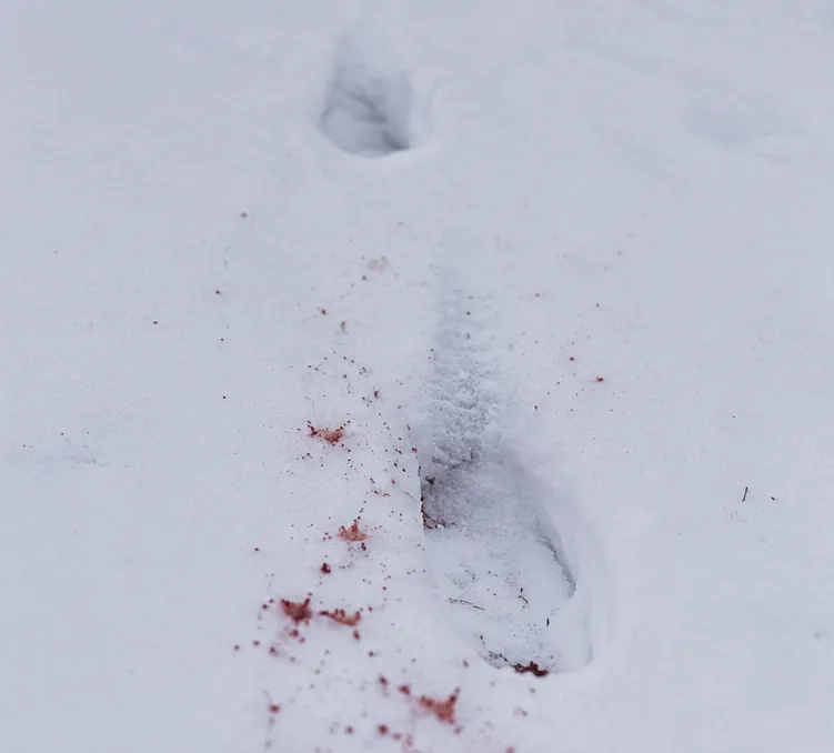 deer blood track in snow