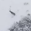 a deer shows up in the snow during hunting season