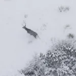 a deer shows up in the snow during hunting season
