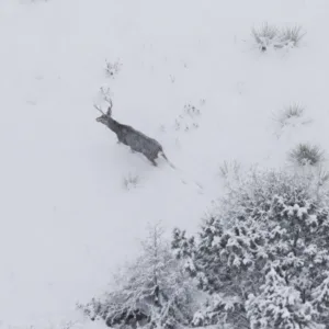 a deer shows up in the snow during hunting season