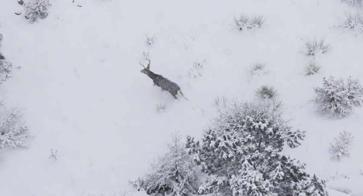 a deer shows up in the snow during hunting season