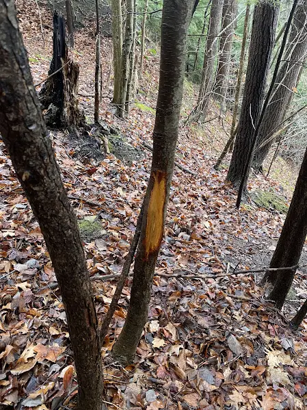 deer rubs on the tree
