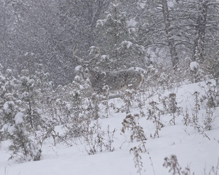 find a deer in snow