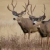 two deer in the field
