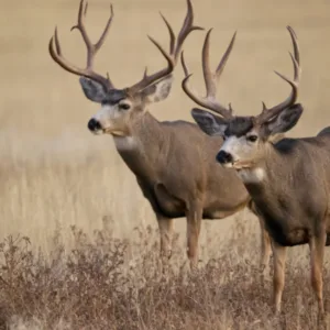 two deer in the field