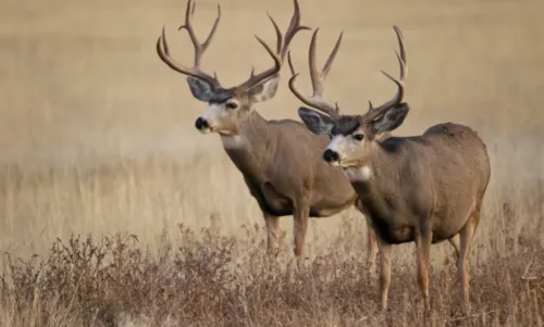 two deer in the field
