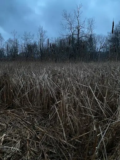 deer bedding area