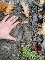 deer footprint sign