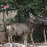 two deer staying in urban areas