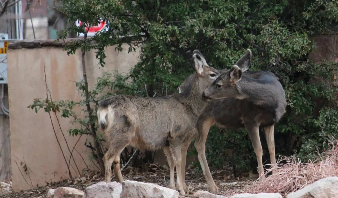 two deer staying in urban areas